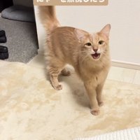 飼い主に向かって鳴き声をあげる猫