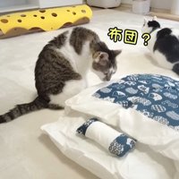 布団を嗅ぐ猫