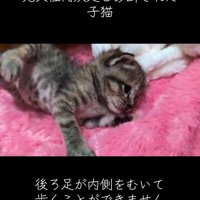 横になっている子猫