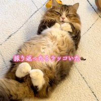目を閉じる猫