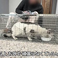 捕獲器の中にいる猫