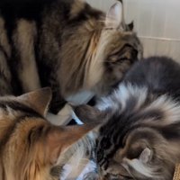 ご飯を食べる子猫と先住猫