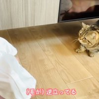 毛を逆立てて赤ちゃんから後ずさるキジトラマンチカン
