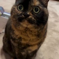 飼い主を見上げて座る猫