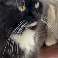 猫の顔のアップ