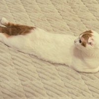 カーペットの上にうつぶせになって後ろを向く猫