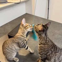 おもちゃで遊ぶ猫2匹