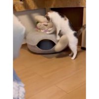 おもちゃで遊ぶ猫