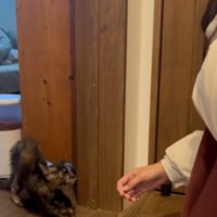 緊張してしっぽがふくらんでいる猫と手をさしだす女性