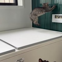 ジャンプしながら両前足で壁に触る子猫