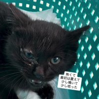 ケースの中の猫