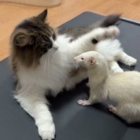 フェレットの前で左前足を上げる猫