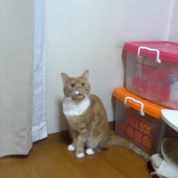 鳴く茶白