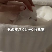 頭を撫でられる猫