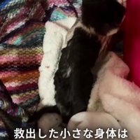 保護された子猫