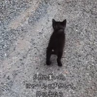 歩く黒猫の後ろ姿