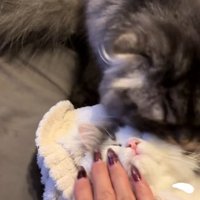 タオルで包まれている子猫をみて慌てて子猫を起こす飼い主