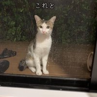 外にいる猫
