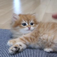 クッションでくつろぎながら近づく飼い主さんの手を見つめる赤ちゃん