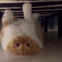 ベッド下にいる猫