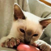 飼い主さんの手をフミフミする子猫