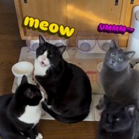 飼い主に向かって声をあげる2頭の猫