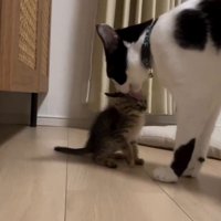 子猫を舐める白黒猫1