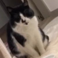 ドアの前で座る猫