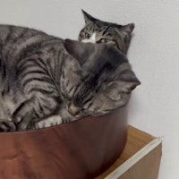 猫用ベッドの中の2匹の猫