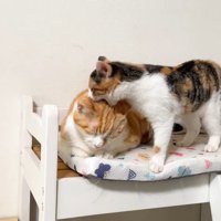 茶白猫さんの頭を噛む子猫