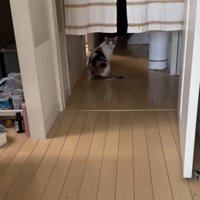 座っている猫
