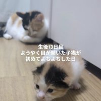 三毛猫の親子