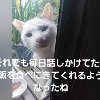 網戸から家の中をのぞく猫