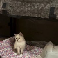 ぽつんと座っている子猫