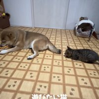 遊んでいる柴犬を背後から狙っている子猫
