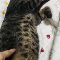 布団の上で眠るキジトラ猫のお腹をつつく飼い主さん