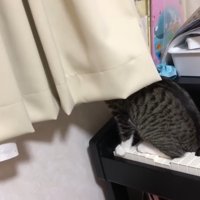 カーテンに頭を