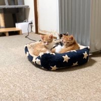 こちらを向く3匹