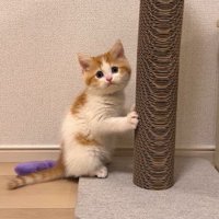 爪とぎポールの前に立つ猫