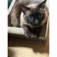 室内にいる猫