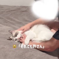 人の手を噛んで蹴る猫