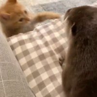 落ちるもちくん