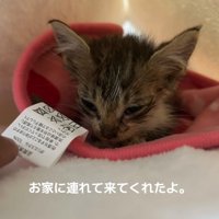 タオルにくるまっている子猫