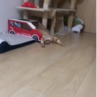 仰向けで寝ている猫