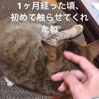 子猫を撫でる