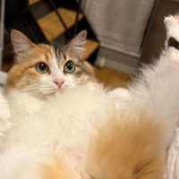 きょとんとした表情の猫