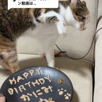 お皿の奥で右前足を高く上げている猫