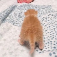 女の子に向かって歩く子猫