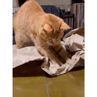 テーブルにいる猫