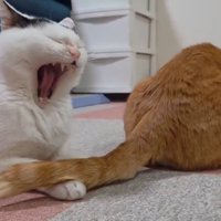 あくびする猫